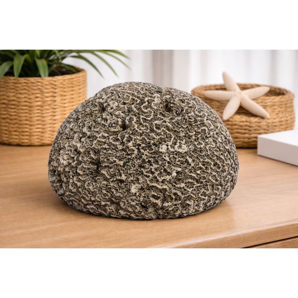 Large Natural Brain Coral Specimen ~9.7 lbs Coastal Nautical Decor Reef Display